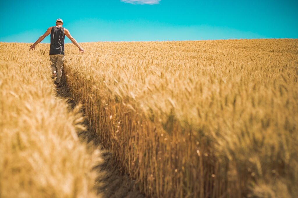 Lush wheat fields under a clear sky, epitomizing advanced agricultural practices